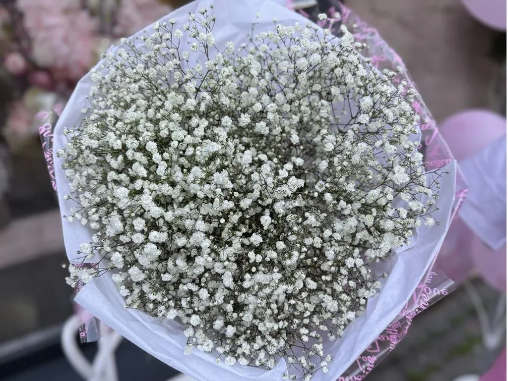 Гіпсофіла