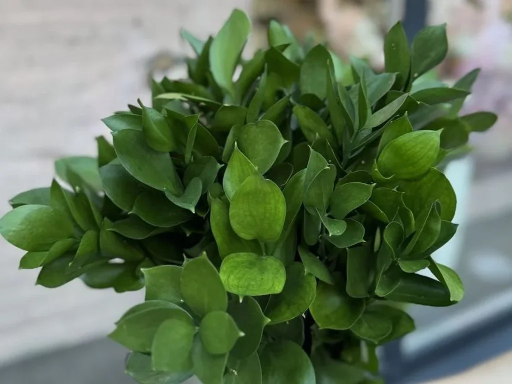 Рускус