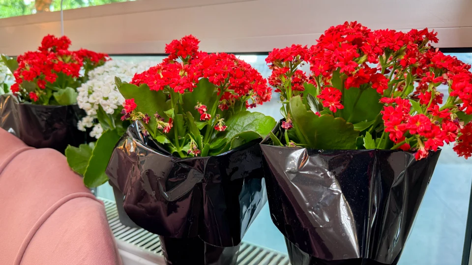 🌺 Квіткові композиції в горщиках